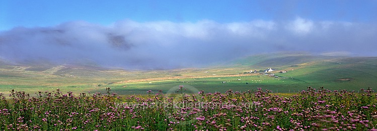 Flowers and mist near Northdale, Unst, Shetland - Fleurs et brouillard sur Unst  14124