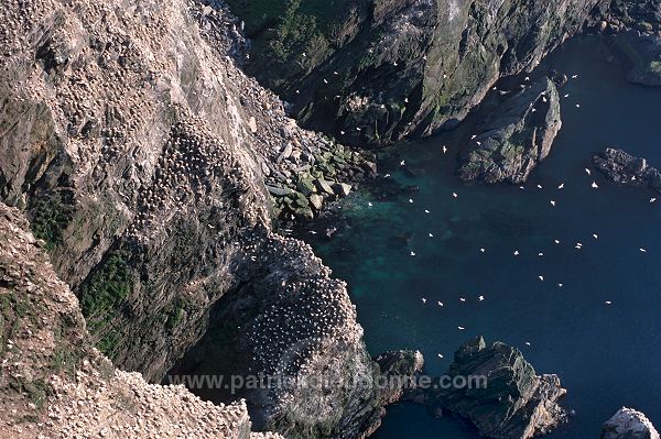 Hermaness Nature Reserve, Unst, Shetland - Hermaness, Shetland  14094