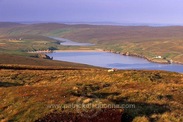 Burra Firth and sheep, Unst, Shetland - Baie de Burra Firth et moutons  14096