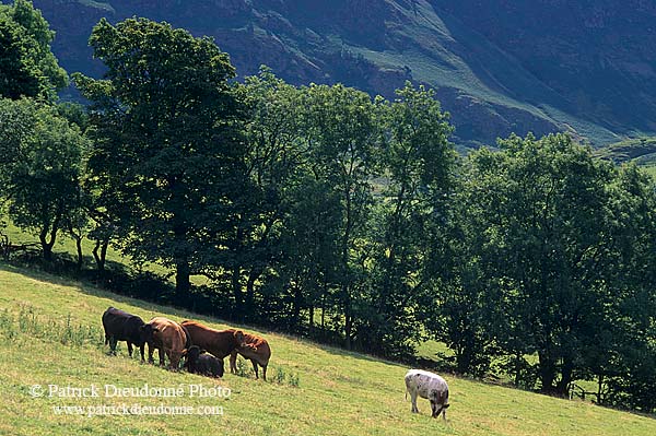 Keskadale valley, Lake District, England - Keskadale, Angleterre  14189