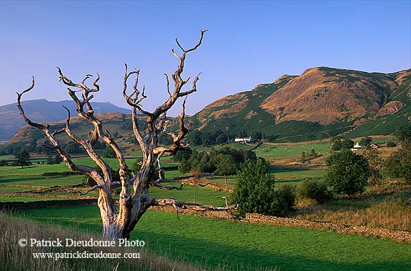 Dead tree, Lake District, England - Arbre mort, Région des Lacs, Angleterre  14224