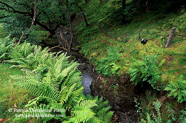 Stream and bracken, Lake District, England - Ruisseau et fougères, Région des Lacs, Angleterre