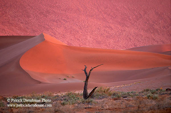 Red sand dunes, Sossusvlei, Namibia - Dunes, desert du Namib 14271