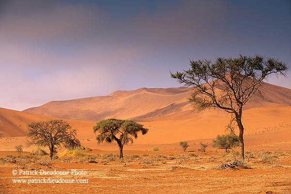 Red sand dunes, Sossusvlei, Namibia - Dunes, desert du Namib 14273