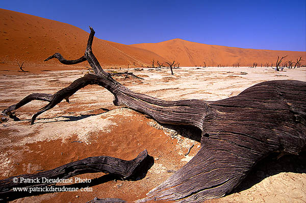 Deadvlei, Dunes and dead trees, Namibia - Deadvlei, desert du Namib - 14334