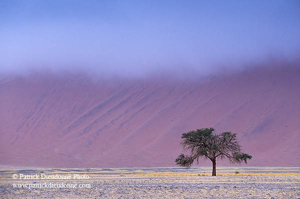 Red sand dunes, Sossusvlei, Namibia - Dunes, desert du Namib 14275