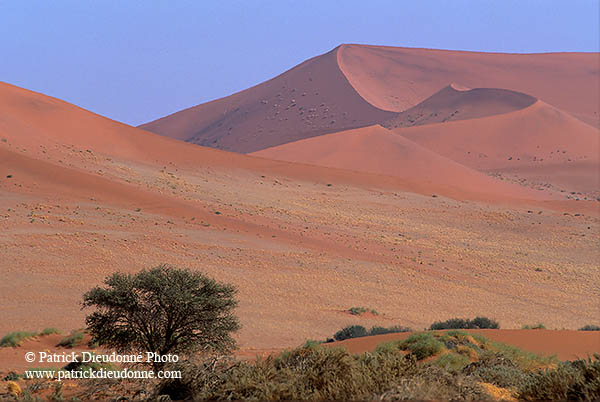 Red sand dunes, Sossusvlei, Namibia - Dunes, desert du Namib 14295