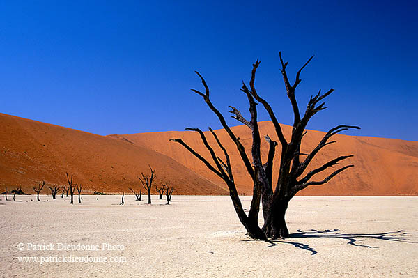 Deadvlei, Dunes and dead trees, Namibia - Deadvlei, desert du Namib - 14337