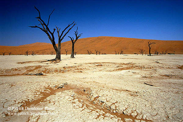 Deadvlei, Dunes and dead trees, Namibia - Deadvlei, desert du Namib - 14340