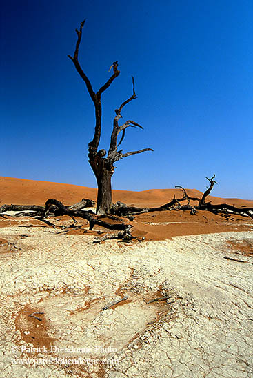 Deadvlei, Dunes and dead trees, Namibia - Deadvlei, desert du Namib - 14346