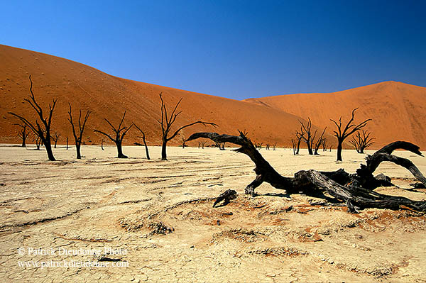 Deadvlei, Dunes and dead trees, Namibia - Deadvlei, desert du Namib - 14348