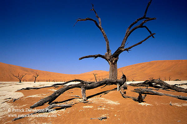 Deadvlei, Dunes and dead trees, Namibia - Deadvlei, desert du Namib - 14349