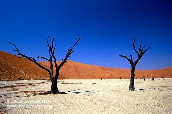 Deadvlei, Dunes and dead trees, Namibia - Deadvlei, desert du Namib - 14353