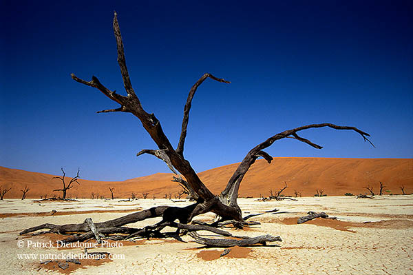 Deadvlei, Dunes and dead trees, Namibia - Deadvlei, desert du Namib - 14355