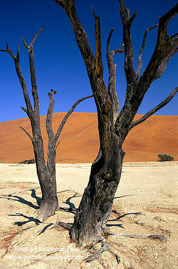 Deadvlei, Dunes and dead trees, Namibia - Deadvlei, desert du Namib - 14361