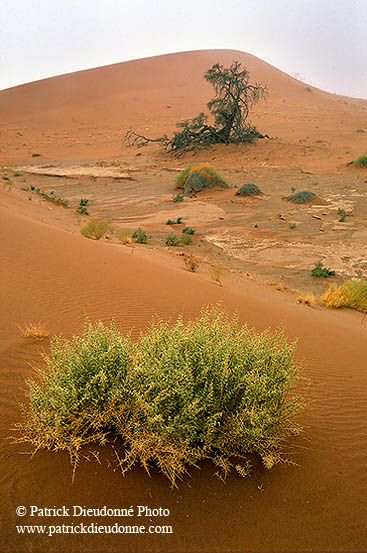 Vegetation in the desert, Namibia - Plantes du desert, Namibie 14368