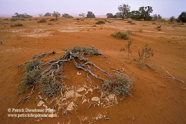 Vegetation in the desert, Namibia - Plantes du desert, Namibie 14365
