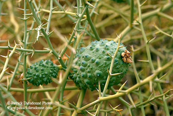 Nara melon, Sossusvlei, Namibia - Nara, concombre du desert 14372