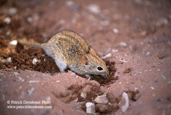Striped mouse, Sossusvlei, Namibia - Souris rayée, desert du Namib - 14376