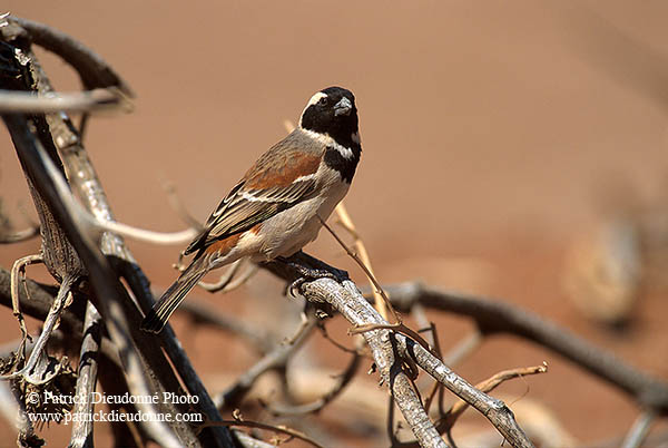 Cape Sparrow, Sossusvlei, Namibia - Moineau du Cap, desert du Namib - 14379