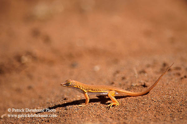 Shovel-snouted lizard, Sossusvlei, Namibia - Lézard des sables, desert du Namib - 14383