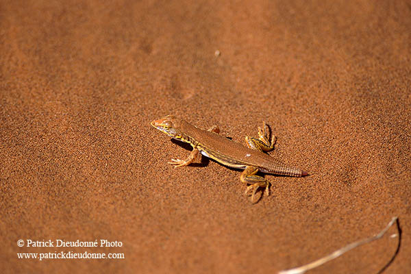 Shovel-snouted lizard, Sossusvlei, Namibia - Lézard des sables, desert du Namib - 14385