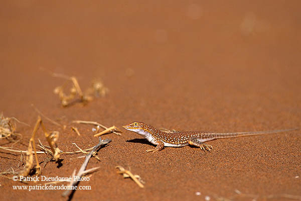 Shovel-snouted lizard, Sossusvlei, Namibia - Lézard des sables, desert du Namib - 14386