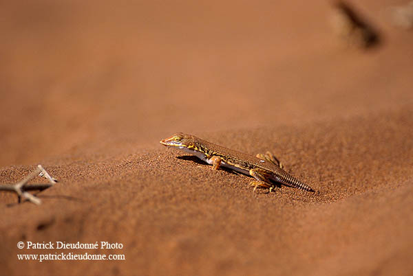 Shovel-snouted lizard, Sossusvlei, Namibia - Lézard des sables, desert du Namib - 14387