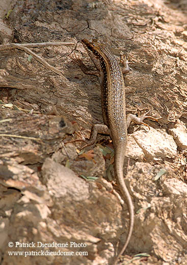 Lizard, Sossusvlei, Namibia - Lézard, Namib 14388