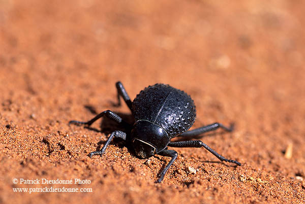 Tenebrionid beetle, Namib desert - Scarabée du Namib  - 14390