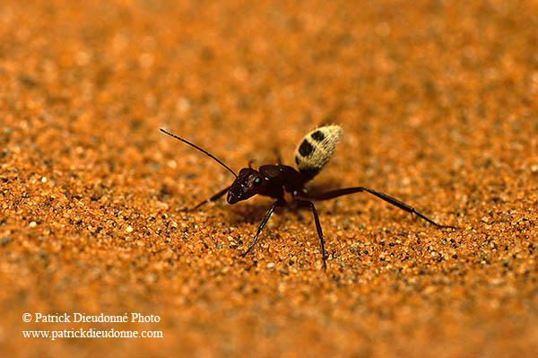 Ant, Namib desert - Fourmi, desert du Namib  - 14393