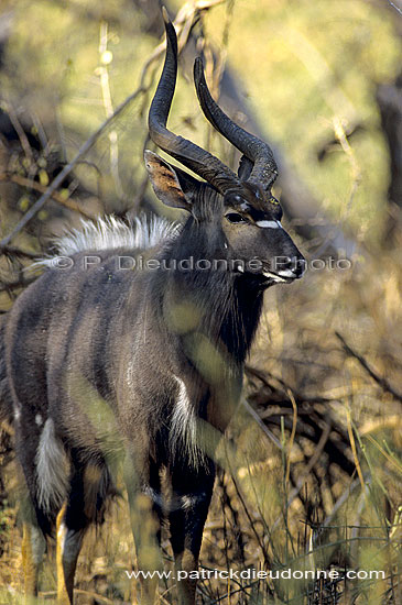 Nyala (Tragelaphus angasii), South Africa - Nyala (SAF-MAM-0154)
