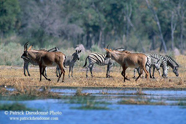 Roan antelopes, Moremi, Botswana -  Antilopes rouanne et zèbres   14418