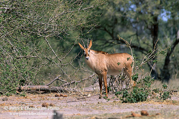Roan antelope, Moremi, Botswana -  Antilope rouanne  14419