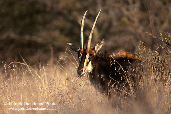 Sable antelope, Kruger NP, S. Africa - Hippotrague noir  14420