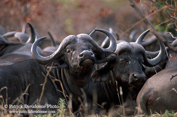 Buffalo (African), herd, Kruger NP, S. Africa -  Buffle africain 14450
