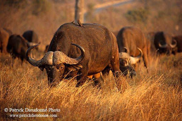 Buffalo (African), herd, Kruger NP, S. Africa -  Buffle africain  14453