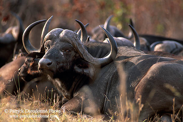 Buffalo (African), herd, Kruger NP, S. Africa -  Buffle africain   14455