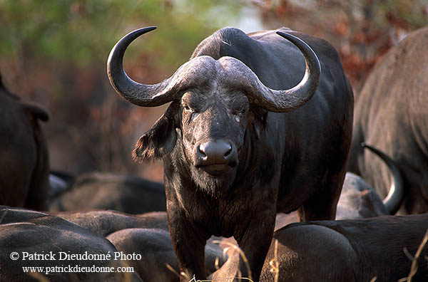 Buffalo (African), herd, Kruger NP, S. Africa -  Buffle africain  14457
