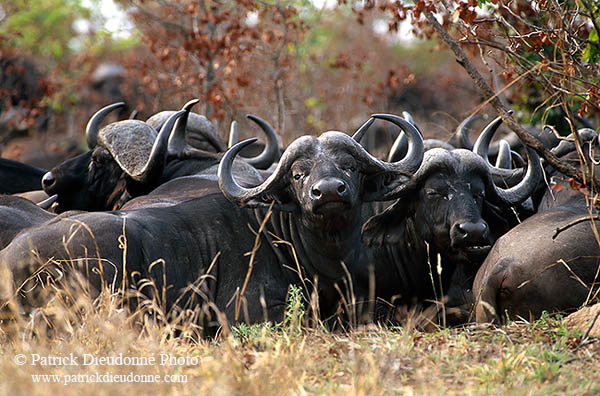 Buffalo (African), herd, Kruger NP, S. Africa -  Buffle africain  14458