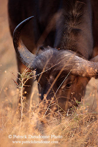 Buffalo (African), head, Kruger NP, S. Africa -  Buffle africain  14460