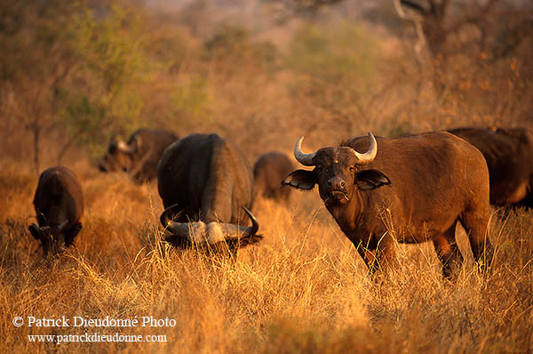 Buffalo (African), herd, Kruger NP, S. Africa -  Buffle africain   14463