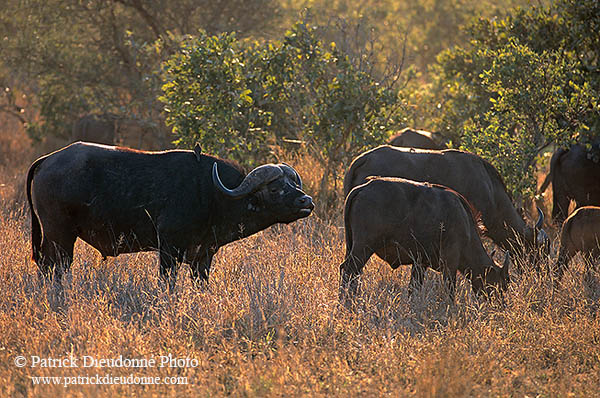 Buffalo (African), herd, Kruger NP, S. Africa -  Buffle africain   14468