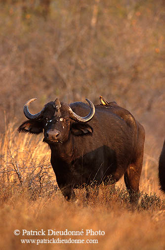 Buffalo (African), and bird, Kruger NP, S. Africa -  Buffle africain 14469