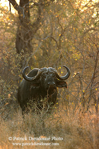 Buffalo (African), Kruger NP, S. Africa -  Buffle africain  14473