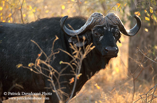 Buffalo (African), head, Kruger NP, S. Africa -  Buffle africain  14475