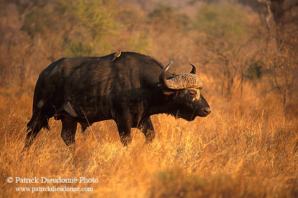 Buffalo (African), Kruger NP, S. Africa -  Buffle africain  14479