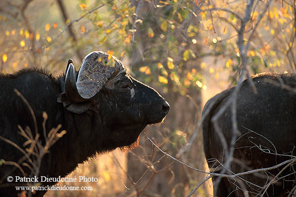 Buffalo (African), head, Kruger NP, S. Africa -  Buffle africain  14480