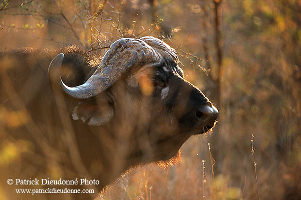 Buffalo (African), head, Kruger NP, S. Africa -  Buffle africain  14481