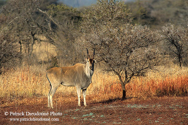 Eland, Kruger NP, S. Africa -  Eland du Cap 14553